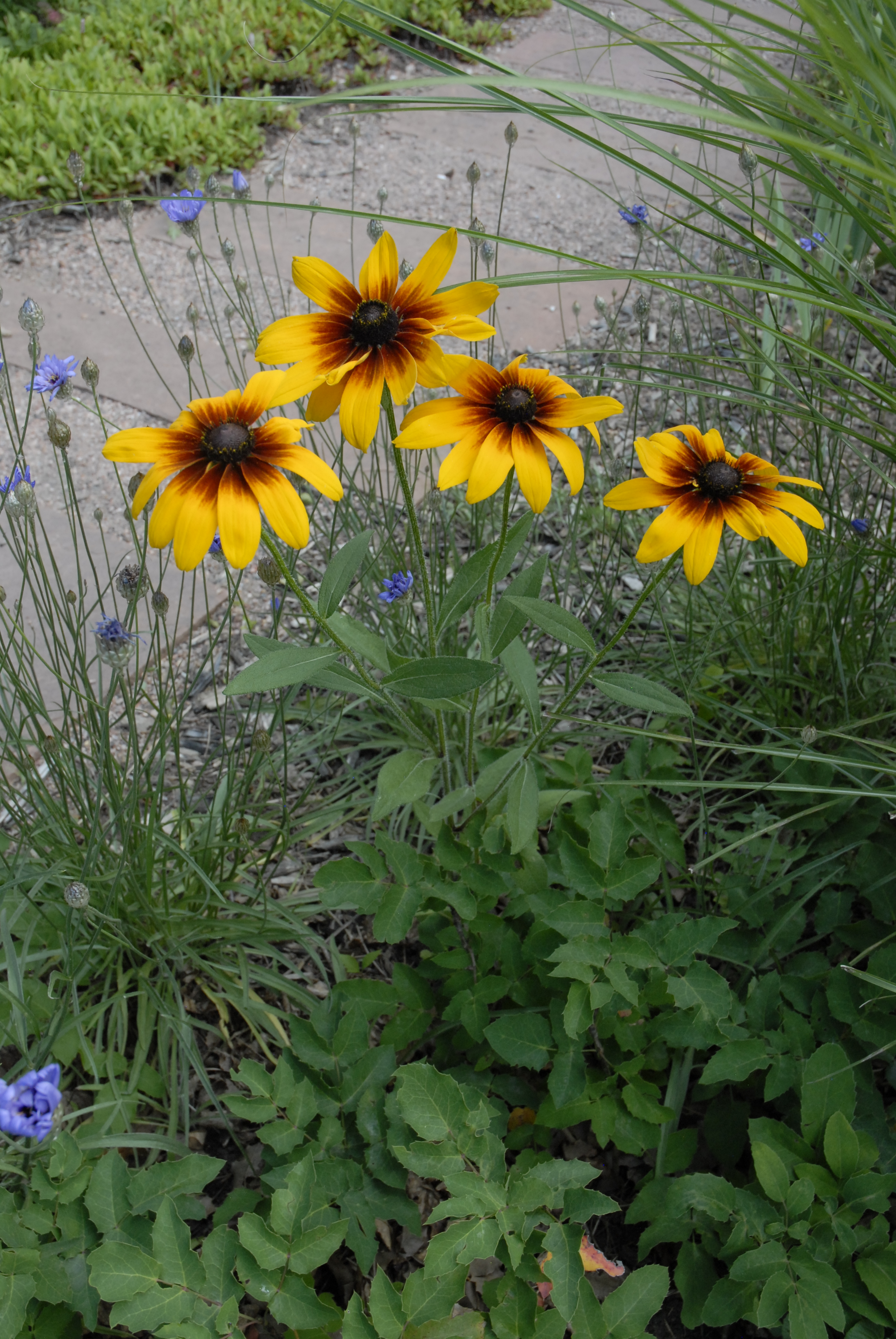 Black-eyed Susan